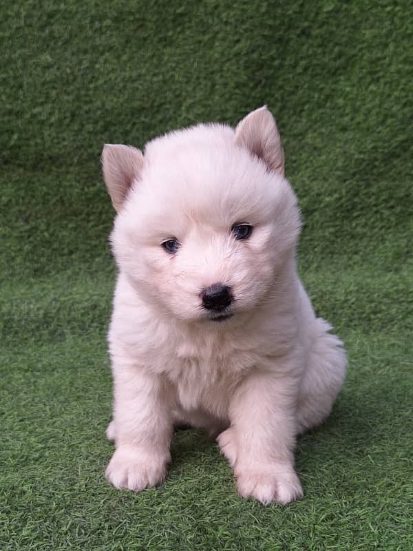 Extremely quality white Siberian husky long coat 0