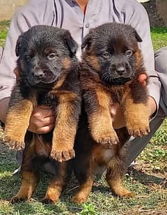 German Shepherd puppies for sale