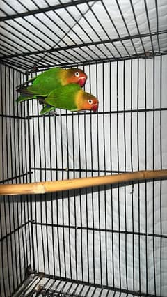 lovebirds pair for sale.