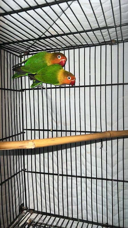 lovebirds pair for sale. 0