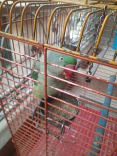 Raw Parrot For Sale