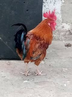 2 male hens for sale