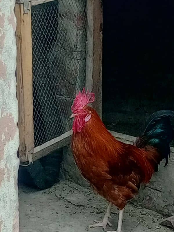 2 male hens for sale 3