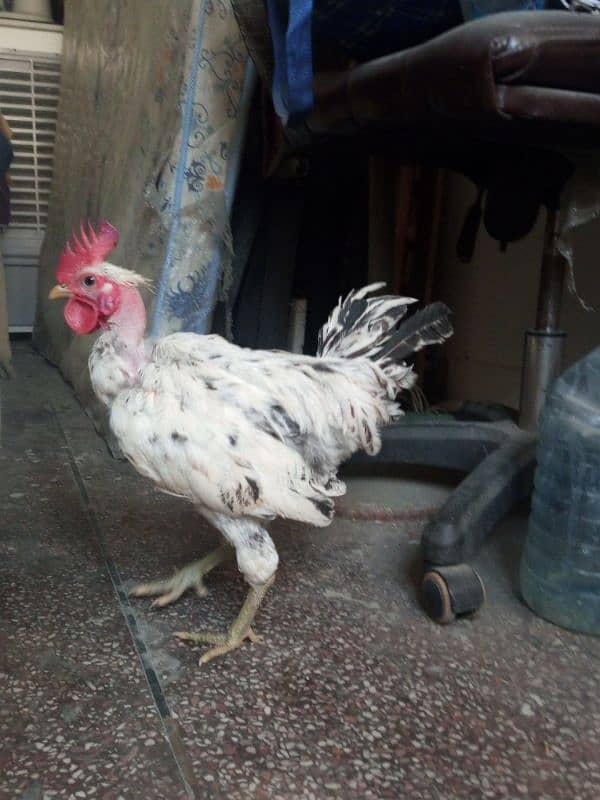 2 male hens for sale 4