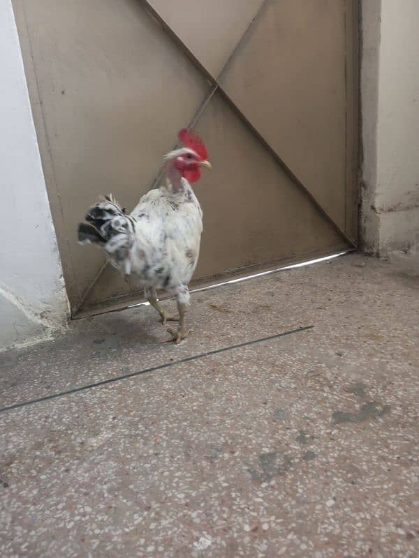 2 male hens for sale 6