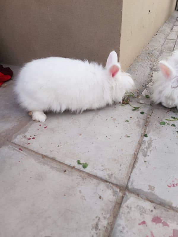 English angora female for sale 0