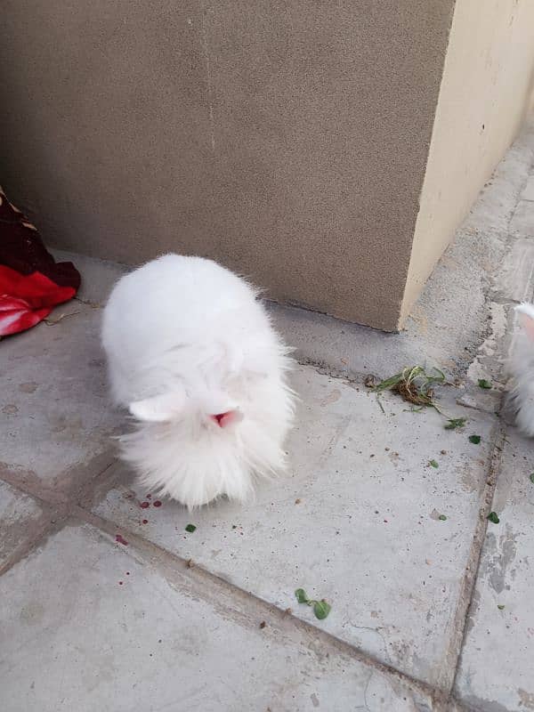 English angora female for sale 1