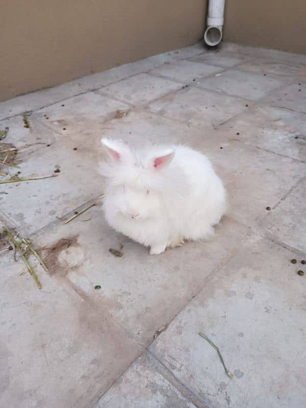 English angora female for sale 2