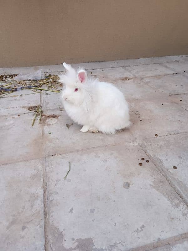 English angora female for sale 3