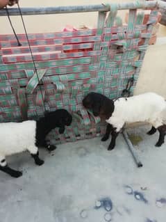 goat baby and sheep baby for sale