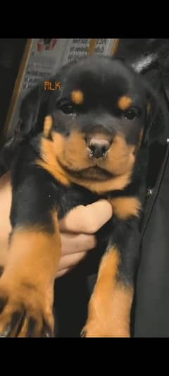 rottweiler puppies for sale