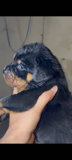 rottweiler