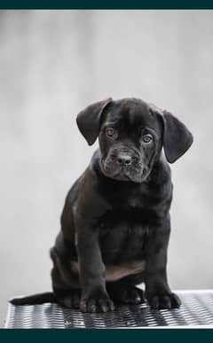 cane corso