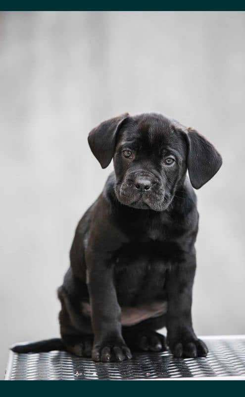 cane corso 0