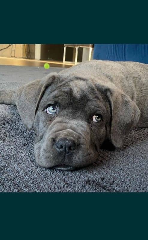 cane corso 1