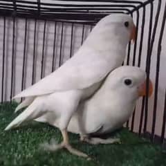 Albino Black eyes pair