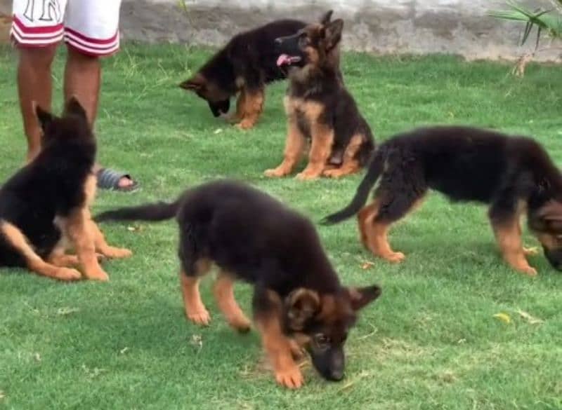 German shepherd Long Coat Male & Female puppy 03287625932WhatsApp 1