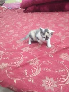 60 days parsian +cross Siamese breed pair baby