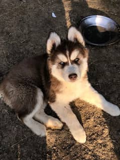 Husky puppies