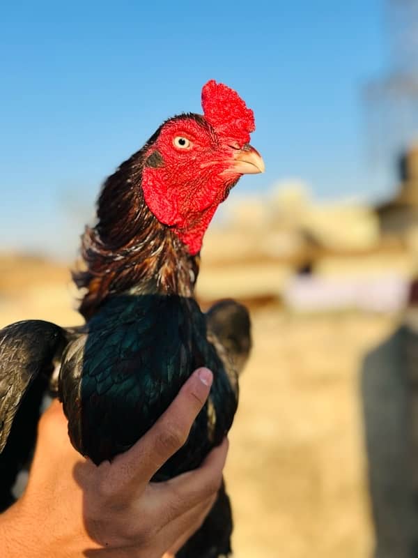 High Quality MianWali Aseel Chicks  Available , 1 Chick Price =1700 0