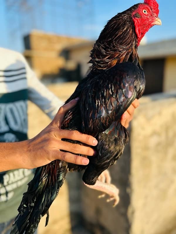 High Quality MianWali Aseel Chicks  Available , 1 Chick Price =1700 1