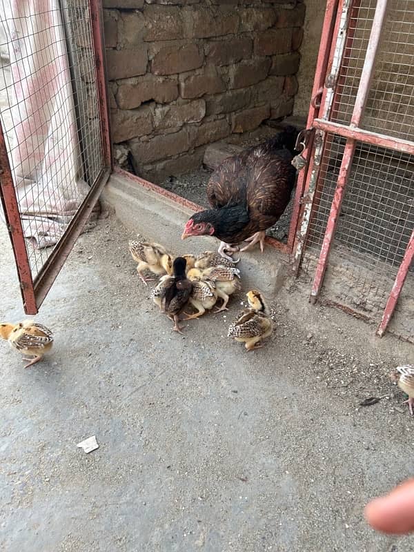 High Quality MianWali Aseel Chicks  Available , 1 Chick Price =1700 5