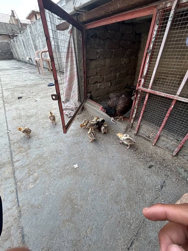 High Quality MianWali Aseel Chicks  Available , 1 Chick Price =1700 6