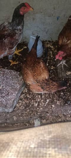 Egg laying hens