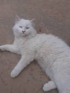 Persian cats white both male