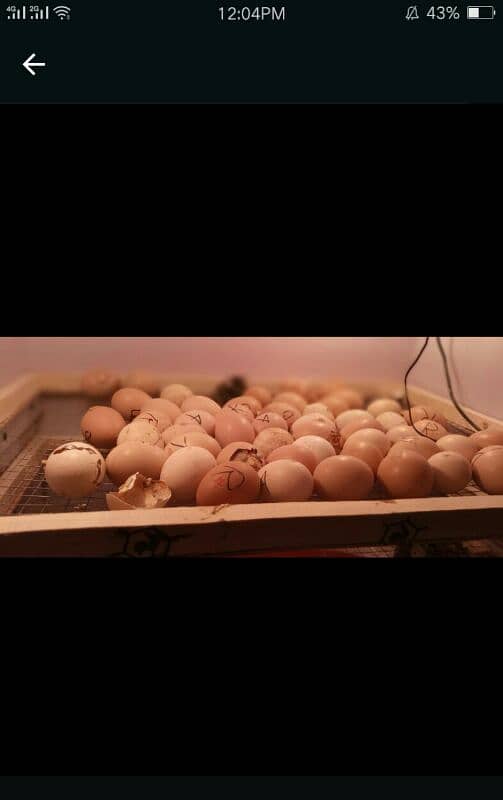 50 eggs incubate machine new 2