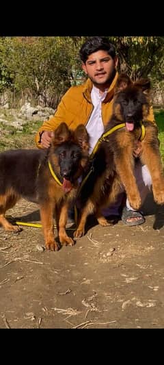 German shepherd Long Coat Male & Female puppy 03287625932WhatsApp