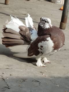 Brown fantail