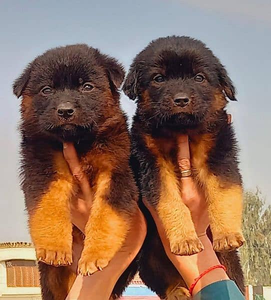 German shepherd long Cout pair 2 mahnt for sale active and healthy 0