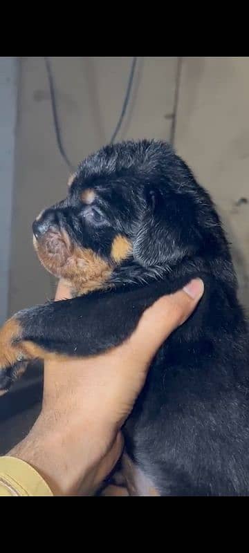 rottweiler puppies for sale 1