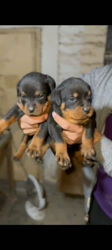 rottweiler puppies for sale 2