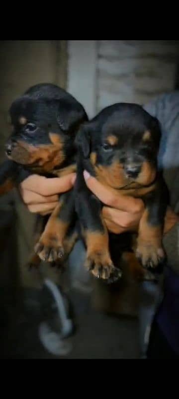 rottweiler puppies for sale 4