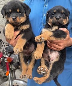 Rottweiler | Rottweiler puppies | Rottweiler puppy | Rottweiler dog