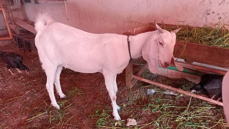 Desi bakra or bakri 2 daant for sale 0