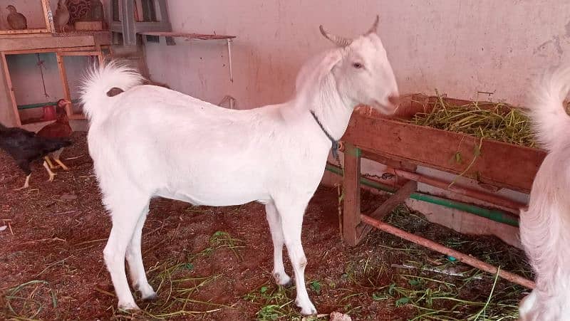 Desi bakra or bakri 2 daant for sale 1