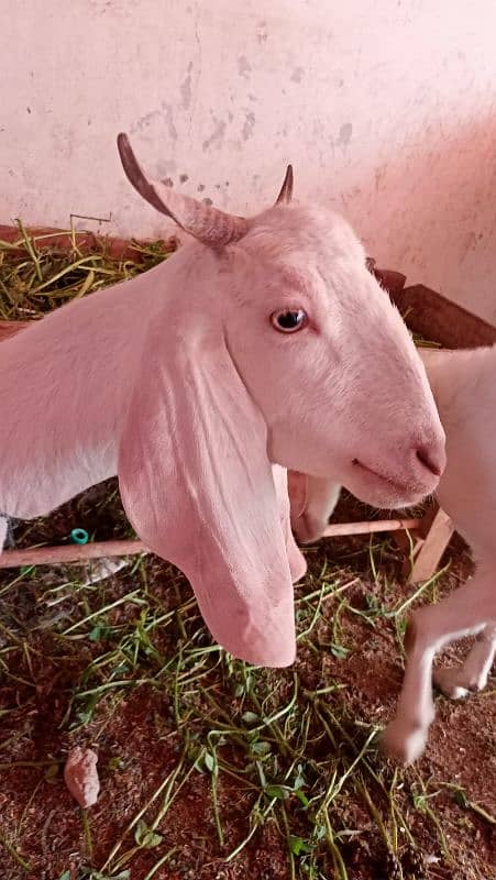 Desi bakra or bakri 2 daant for sale 2