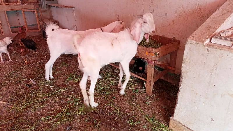 Desi bakra or bakri 2 daant for sale 3