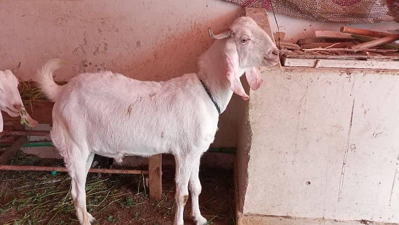 Desi bakra or bakri 2 daant for sale 4