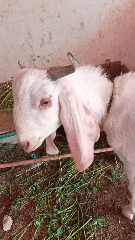 Desi bakra or bakri 2 daant for sale 5