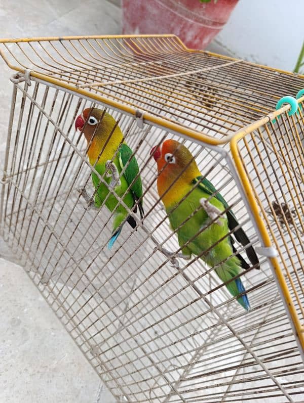 lovebirds 1