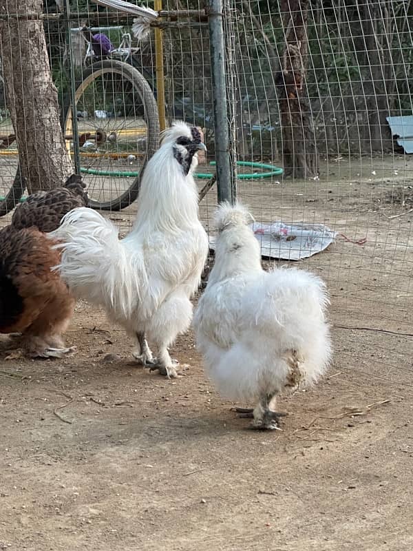 white silkie breeder pair 0