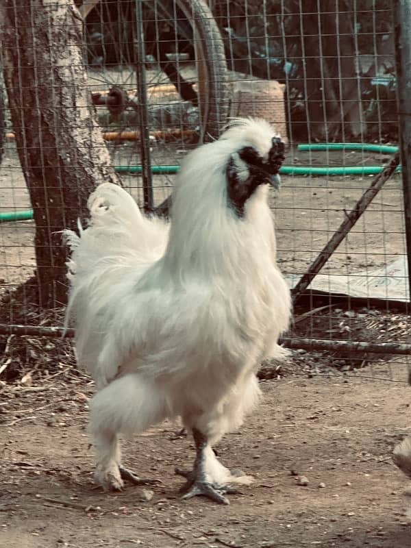 white silkie breeder pair 1