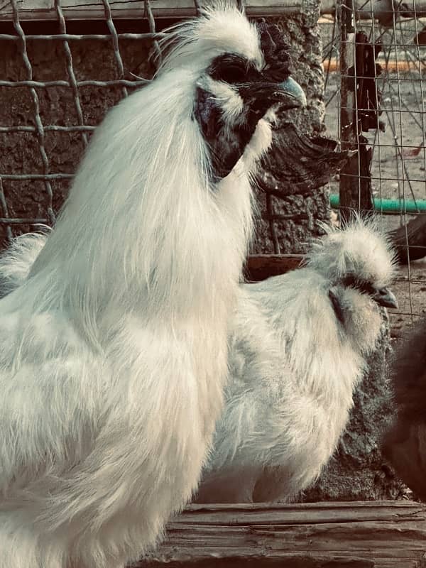 white silkie breeder pair 2