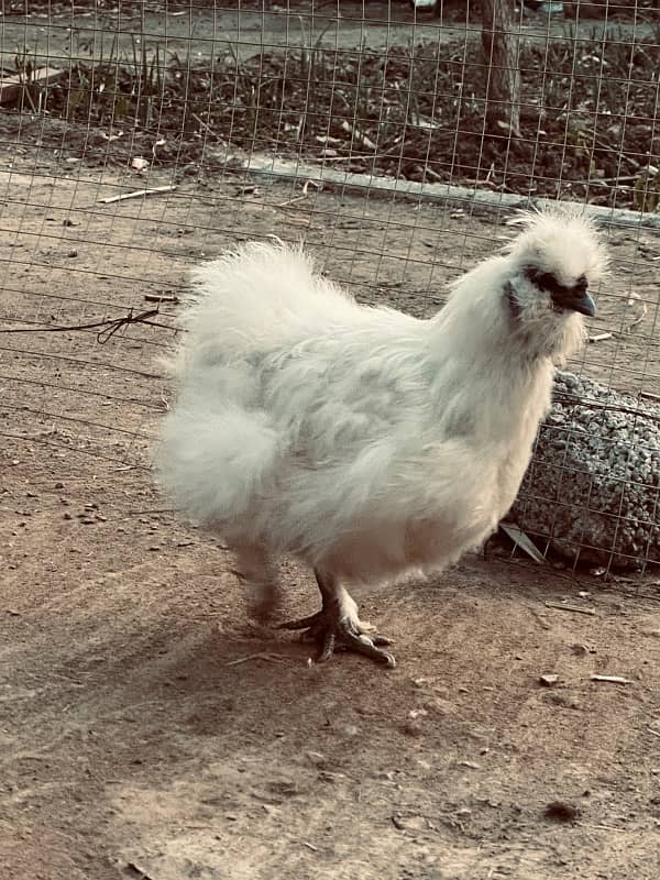 white silkie breeder pair 3