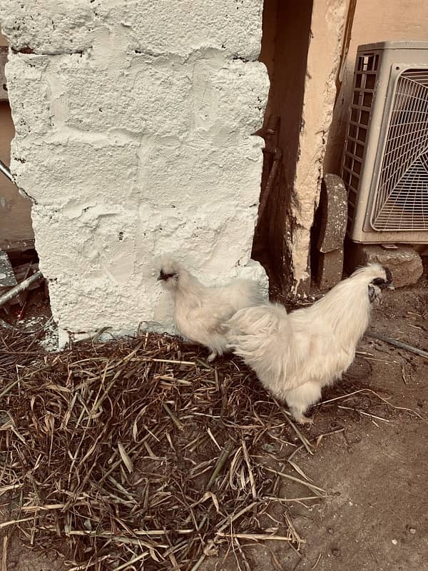 white silkie breeder pair 4