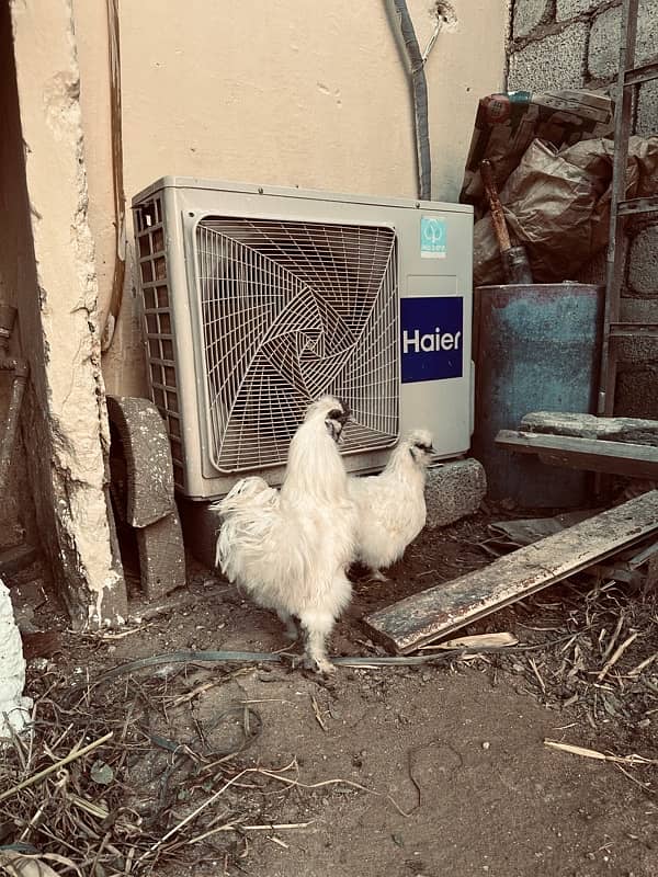 white silkie breeder pair 5